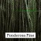CC Floss - Ponderosa Pine